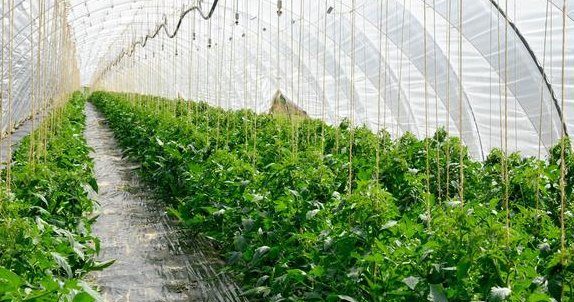  研究|蔬菜种植中植物生长调节剂的应用研究