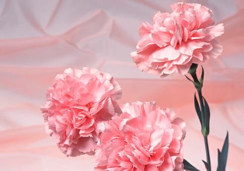  意外|心理测试：选一朵最漂亮的康乃馨，测你最近有没有意外之喜到来？