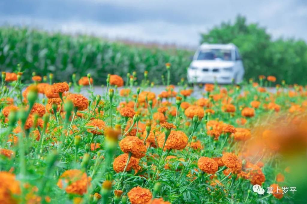  平城|免费！罗平城边万寿菊花海上线，美得没朋友了...