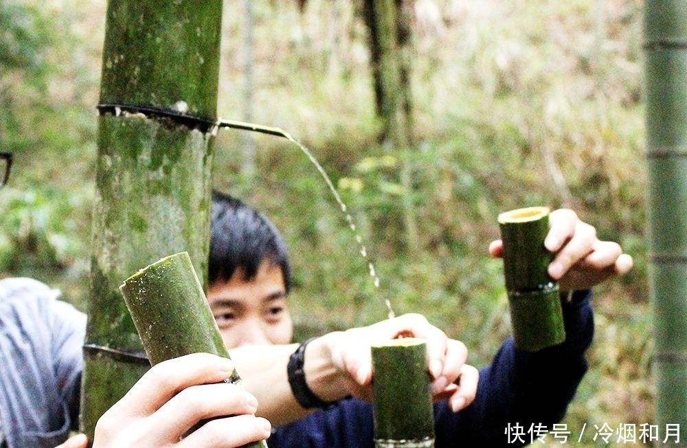 注入|白酒注入嫩竹养一年，曾火爆一时的“活竹酒”，为何销声匿迹了？