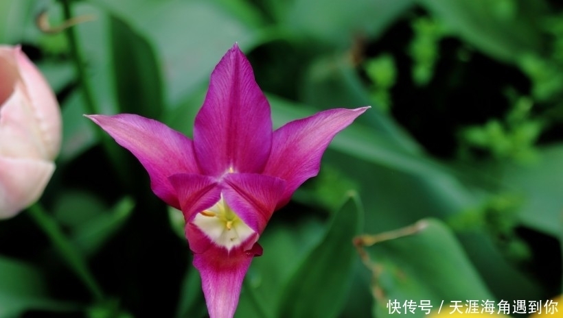 生肖|未来一周,喜鹊欢喜,桃花庇护,前任变真爱,爱情重新来过四生肖