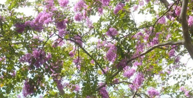 娇艳|这里两株百年紫薇娇艳绽放，快来赏花