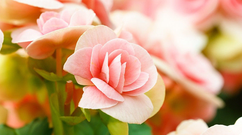 贵人|属鼠人: 明天7月16号的贵人名单已列出, 终于熬到头, 请珍惜!