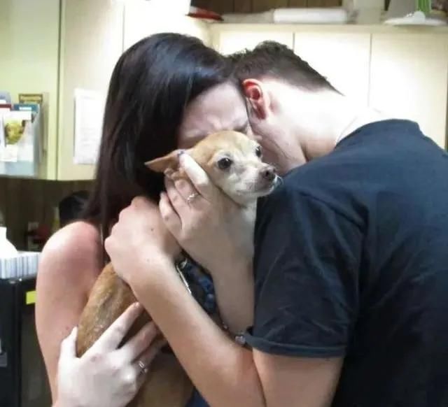 挖地道|吉娃娃挖地道逃跑,6年后被寻回,原来它是为了一段情