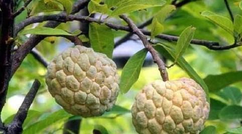 有人|被誉为“最甜水果”，比甘蔗甜，南方大量种植，北方却少有人吃过