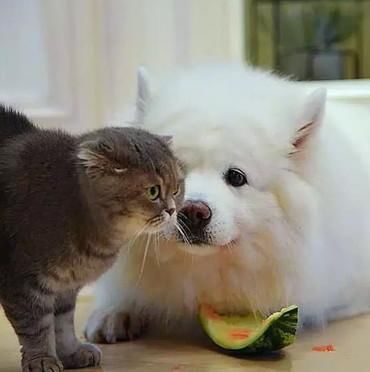 独食|萨摩耶为了吃到独食，西瓜到手后埋头狂吃，猫咪旁边看的一脸懵