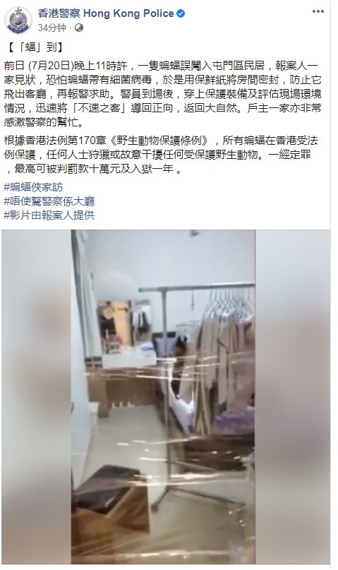  求助|蝙蝠意外飞进家门后 居民用保鲜膜封门再向港警求助