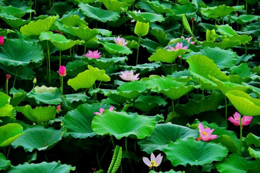  湛江市坡头区摄影协|映日荷花醉「乾塘」