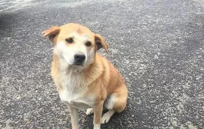  农家乐|狗妈妈护崽咬伤熊孩子，险些被家长打死，狗主道歉又赔钱