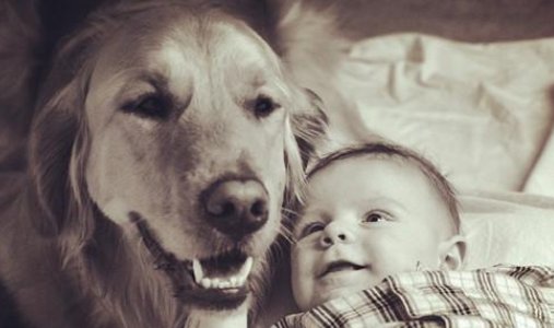  孩子|狗妈妈复仇记，孩子惨遭杀害，放弃投胎也要报今世之仇