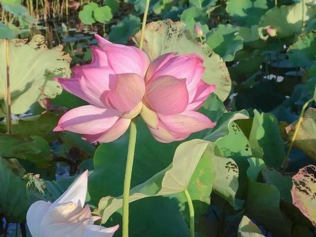 记录在案|偷摘并蒂莲蓬游客被“记录在案”！两年内这些活动将受限→