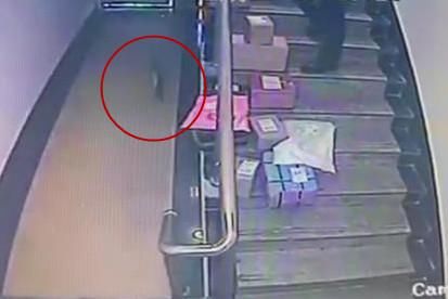  犯罪嫌疑人|掩“面”盗快递，你以为逃得掉？