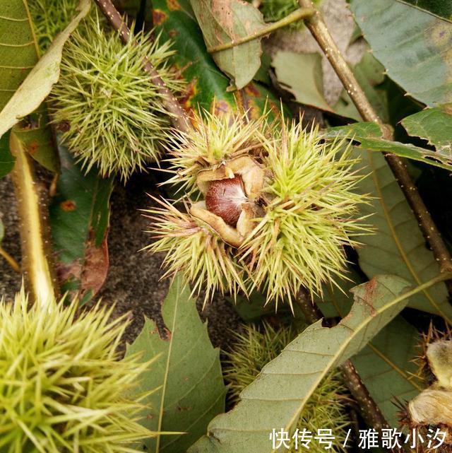 小时候|秋天，漫山遍野都是小时候吃过的“野味”，你还认得几种？