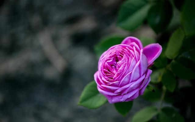  开花|现在养月季，学会这样“伺候”，开花美上天