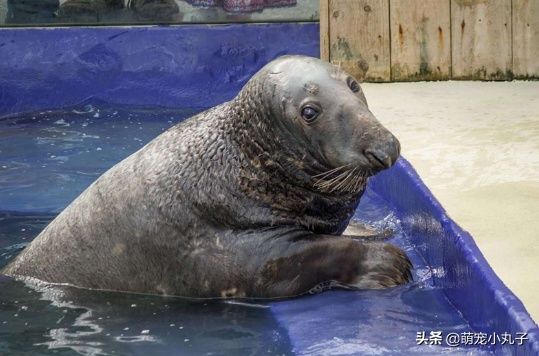  收到|海豹过31岁生日，收到了特制蛋糕，它开心得合不拢嘴