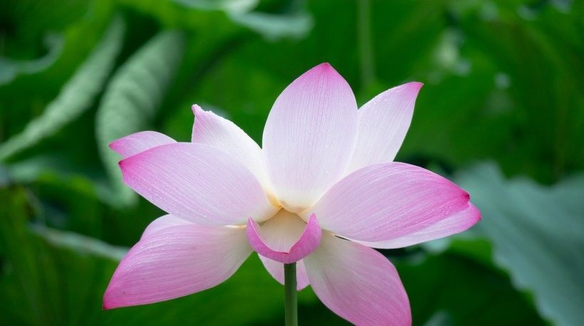  好心|8月开始好心有好报，财运一路飙升，人生完美逆转的四大生肖