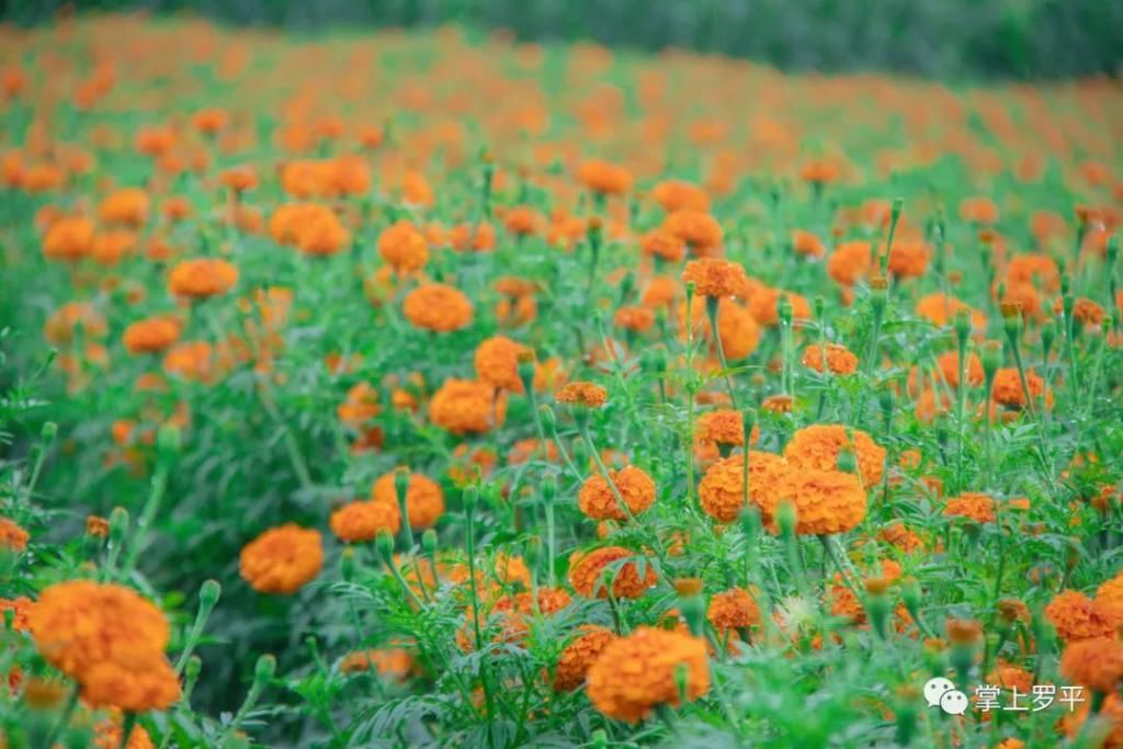  平城|免费！罗平城边万寿菊花海上线，美得没朋友了...