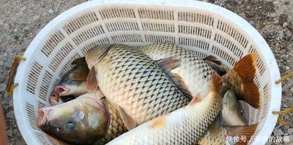 养殖|它曾是“四大名鱼”之一，想吃靠运气，如今5元一斤没人买，可惜