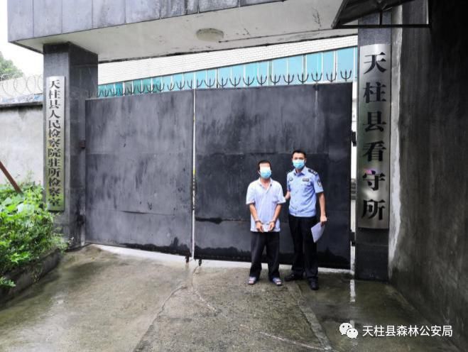 天柱|天柱森林公安破获系列滥伐林木案