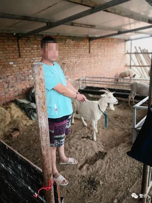 神秘|神秘消失的“奶羊”，牵出系列盗窃牲畜案