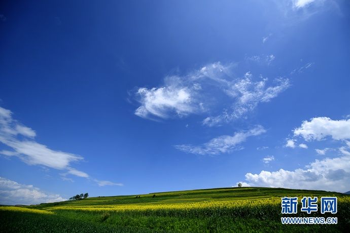  梯田|【视频】快去打卡！西宁绝美梯田花海