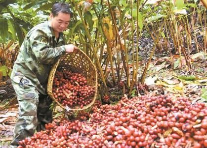 生姜|南方才能种植，根似生姜果像红枣，很多人以为有毒，却卖35元1斤