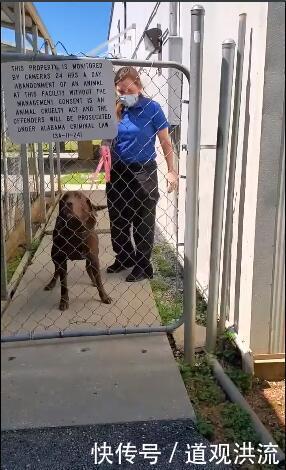  重逢|爱犬逃家被告知死在路边，结果2年后缘分让他们再度重逢！