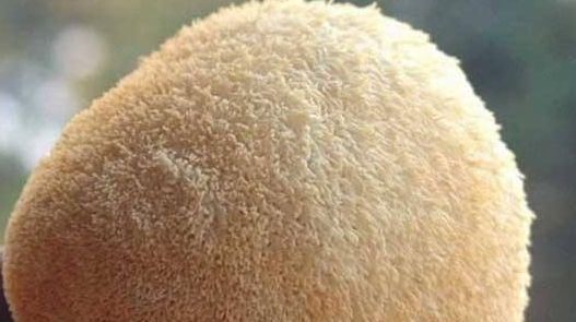  想要|女性想要身体好，推荐三种食物，滋补身体，补血养气