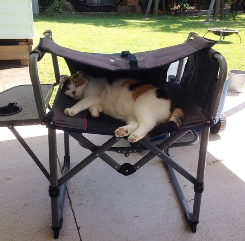 爸妈|爱猫身患癌症，女孩坚决让爸妈掏钱切它耳鼻，13年陪伴比钱重要