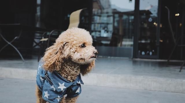  泰迪犬|关于泰迪犬的冷知识，只有都知道了，才是真的了解泰迪