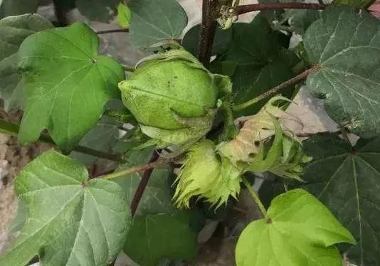  低产|棉花打顶前后的水肥管理，直接决定了今年棉花是高产还是低产