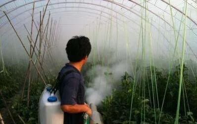  病害|想要温室大棚的秋葵获得高产，2种常见病害的防治是关键