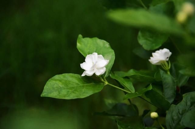 记忆|栀子花，白兰花......你记忆中的城市“香水”是什么？