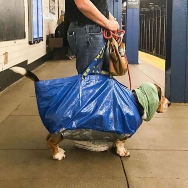  乘坐|美国人怎么喜欢带着宠物猫狗乘坐地铁？爱猫狗人士慎点