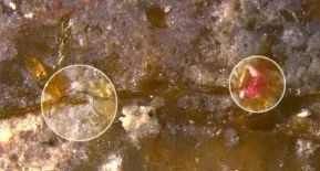 污染|塑料污染对海草床的影响 绿会生态修复工程研究