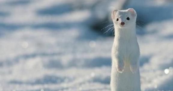 雪白|世界上几种比较有名的白色动物,均有生活在俄罗斯境内,宛如精灵
