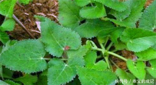 养生|秋季养生,适合常吃4种食物,补血润肤,调理肠胃,排毒消脂