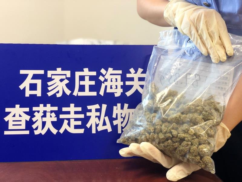  走私|石家庄海关破获1起邮寄渠道走私大麻案