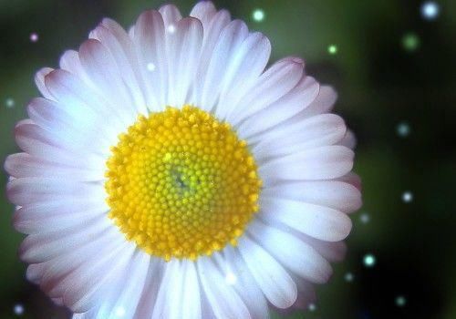 情深似海|在8月份期间，桃花浓，旧爱归，情深似海，盼望复合的四大生肖