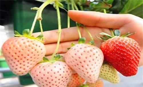  营养|对身体很好的4种食物，要坚持吃一些，补充营养，滋润身体