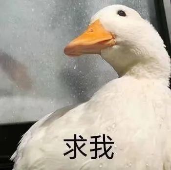  小可爱|这些小可爱是真实存在的吗？