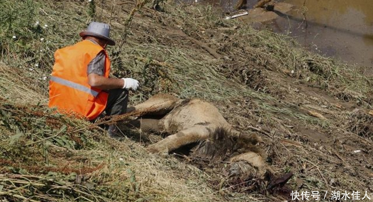 湖边|狮子躺在湖边一动不动,路人好奇走近一看,眼泪都掉下来了