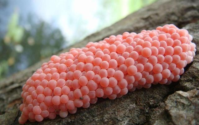  当成|洱海惊现外来物种，携带6000多条寄生虫，却被国人当成餐桌美味