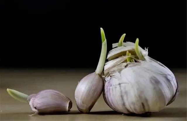  营养|这4种食物发芽后，不仅没“毒”，营养反而更高，爱吃的人真有福