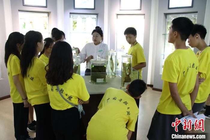 悬壶济世中医药文化(“悬壶济世”有哪些奥义? 海外华裔青少年寻访河南中医药文化)