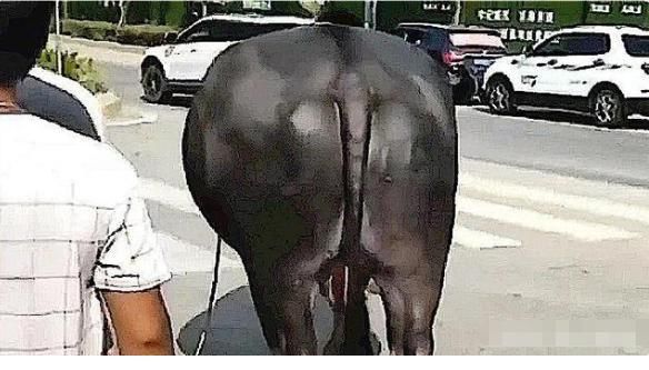  奥迪|奥迪撞上大黑牛，看到车损现场，车主颜面扫地，转身就走