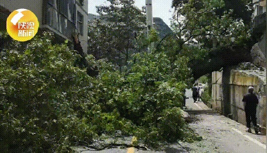 倒地|“像地震一样”安康一5米粗30米高大树突然倒地,吓坏村民