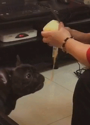 津津有味|奶奶削苹果,狗狗在下面吃果皮,垃圾桶都省了,狗:能削快点吗?