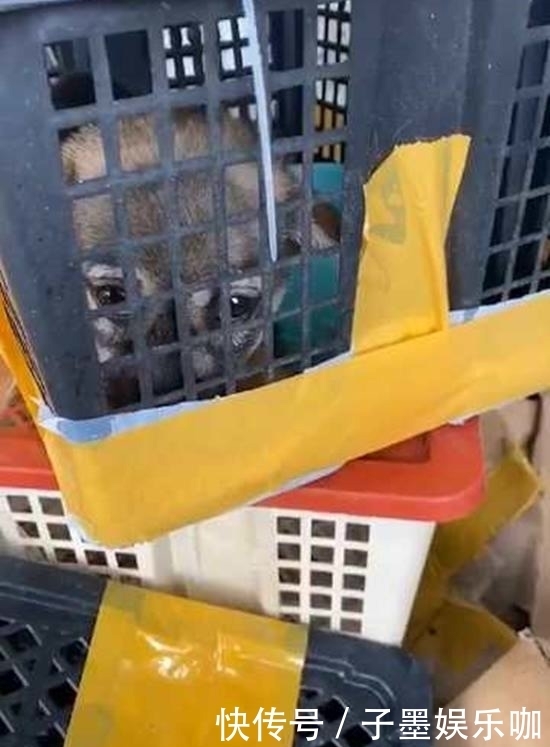 东兴物流园|数千宠物死在韵达滞留园：现场包裹遍地 恶臭难闻