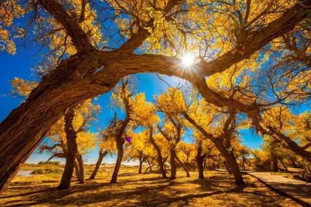 额济纳旗|【阅读】有一种心动,叫额济纳的秋天